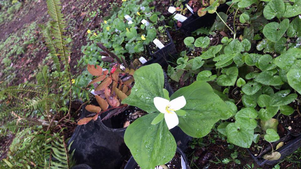 Various small potted native plants