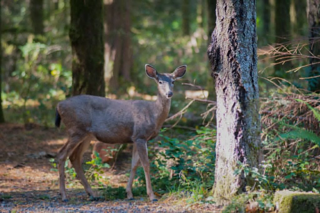 A deer standing in a forest.