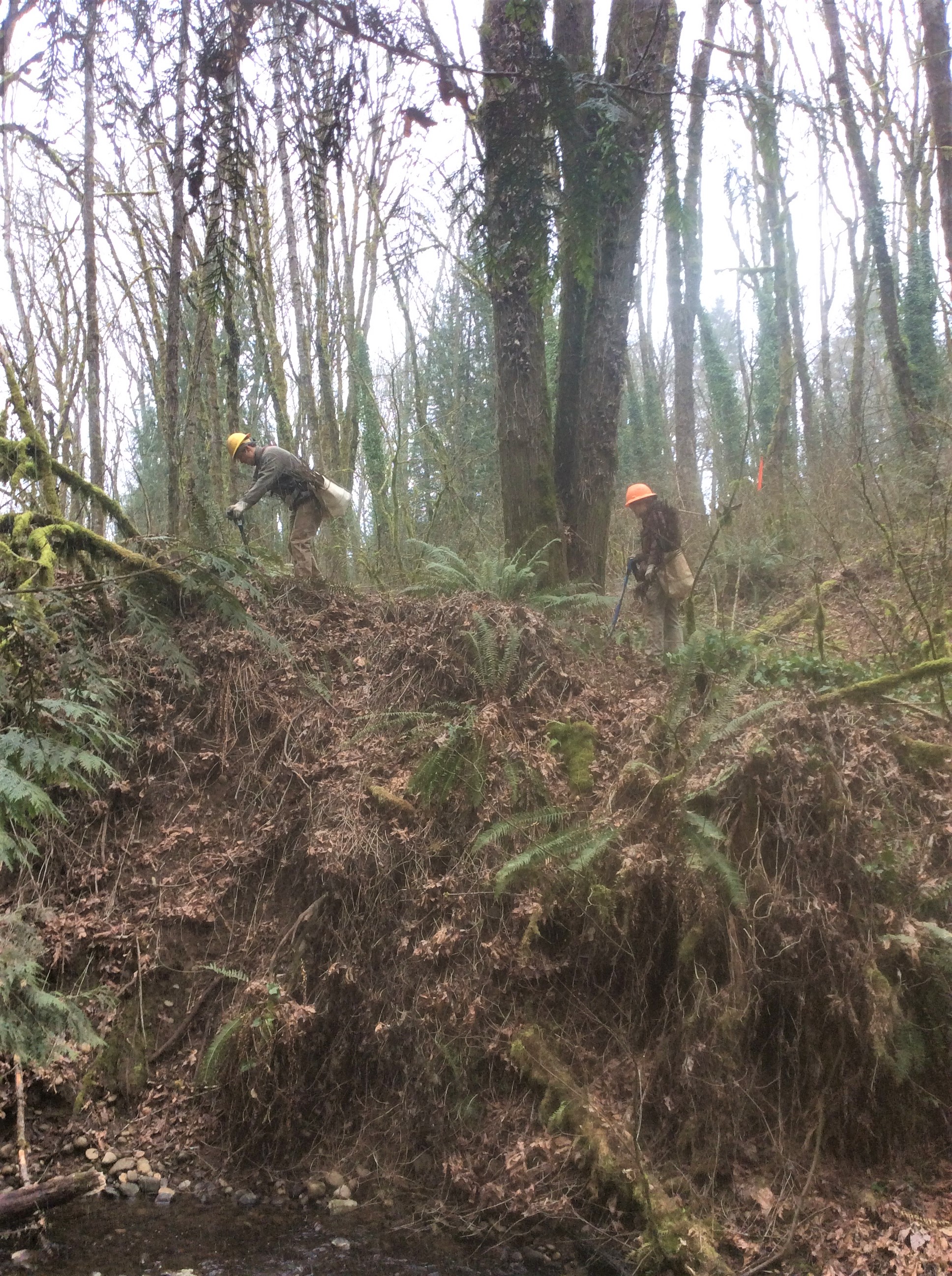 Two environmental restoration contract crew members planting native plants on a steep slope near the creek