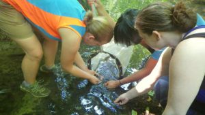 Looking for macroinvertebrates