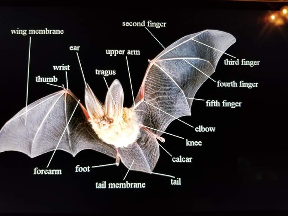 Illustration of a bat with labeled parts