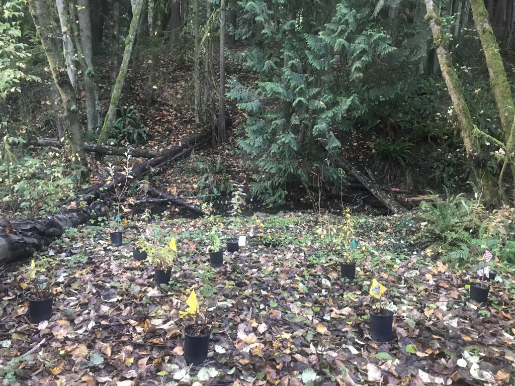 Ten potted plants spaced on the forest ground for planting