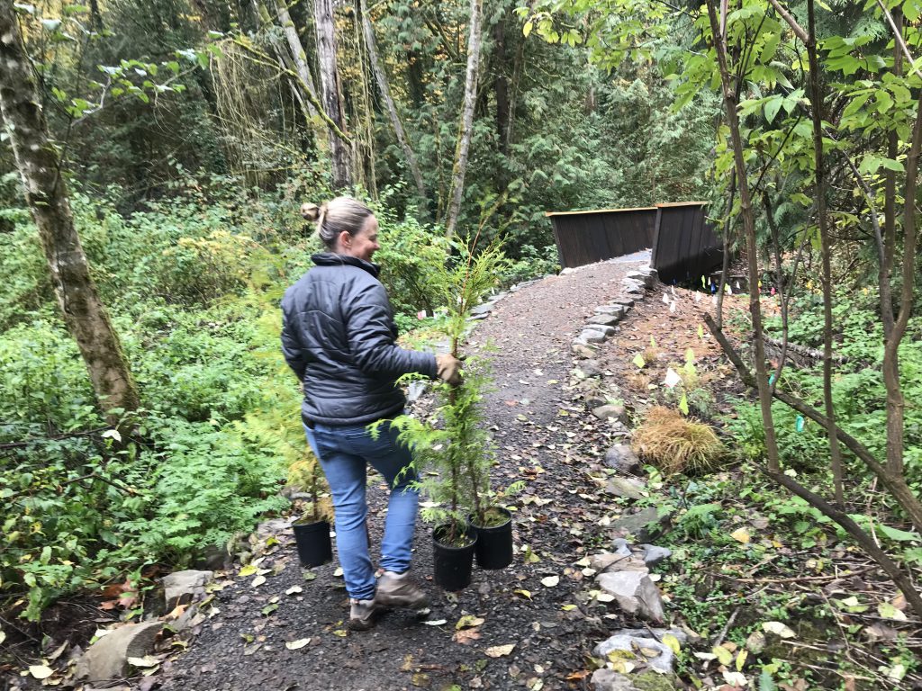 A volunteer carrying three young potted cedar trees for planting