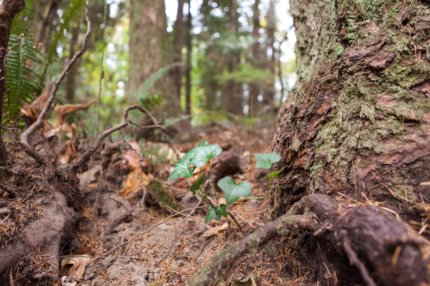 Ivy growing in a forest