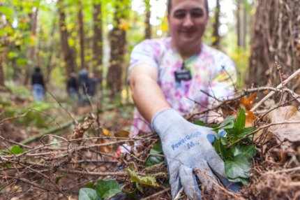 Close up of volunteer pulling ivy in forest.