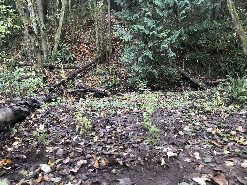 Newly planted plants in the forest