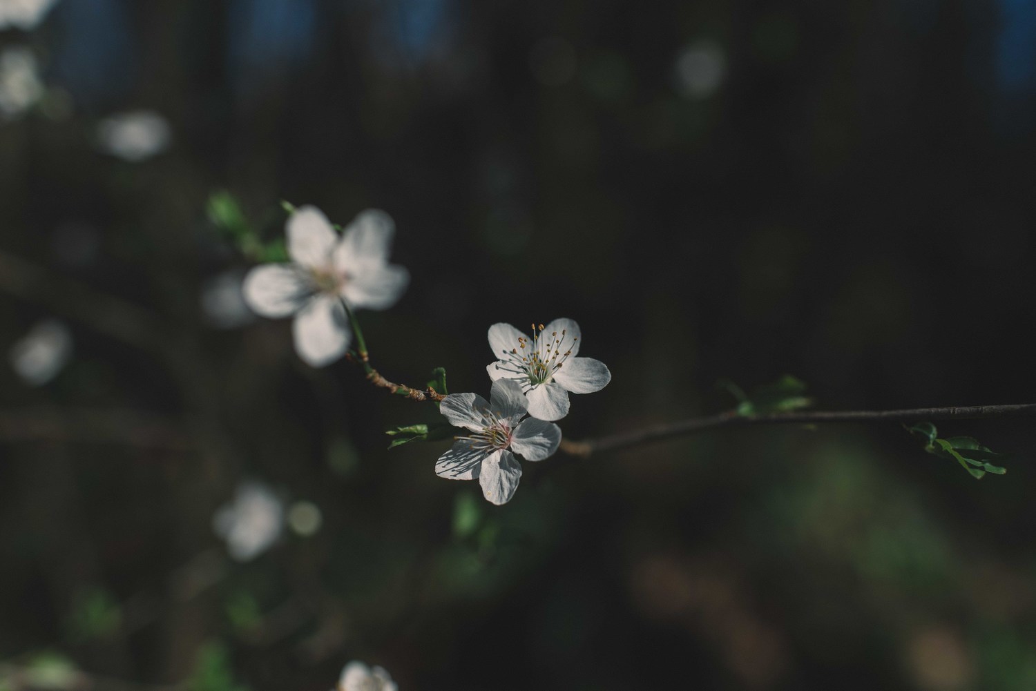 Close up of small white flowers on a branch.