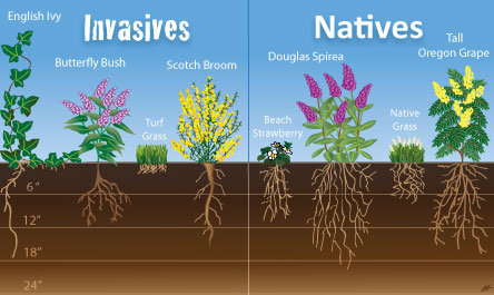 Drawing of invasive and native plants showing root structure with more robust roots on the native plants.