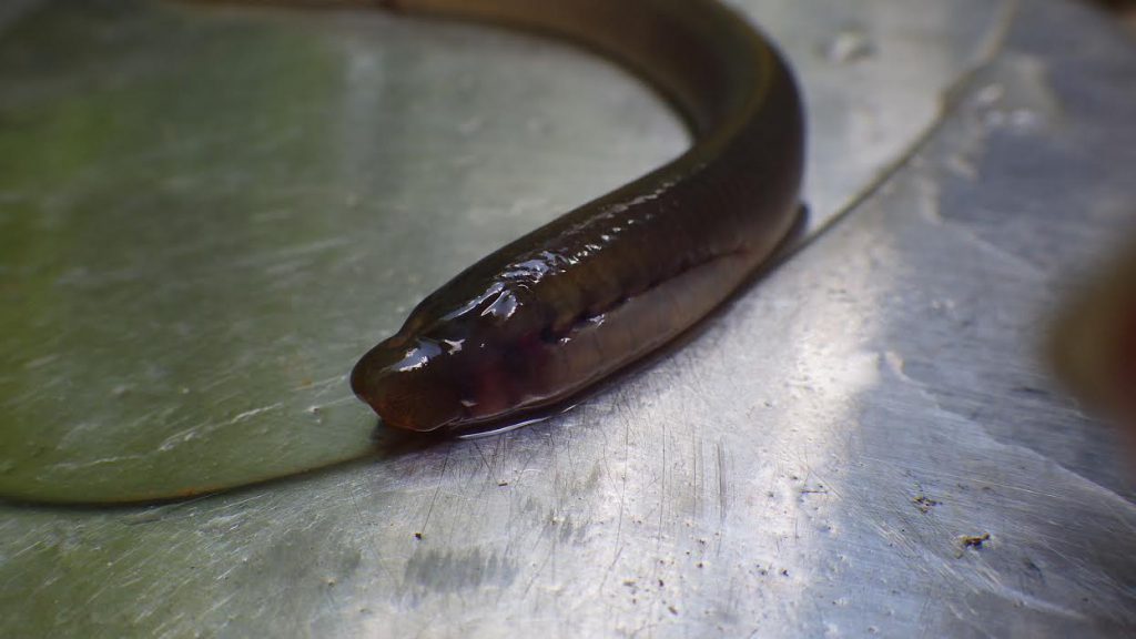 Lamprey Found in Tryon Creek