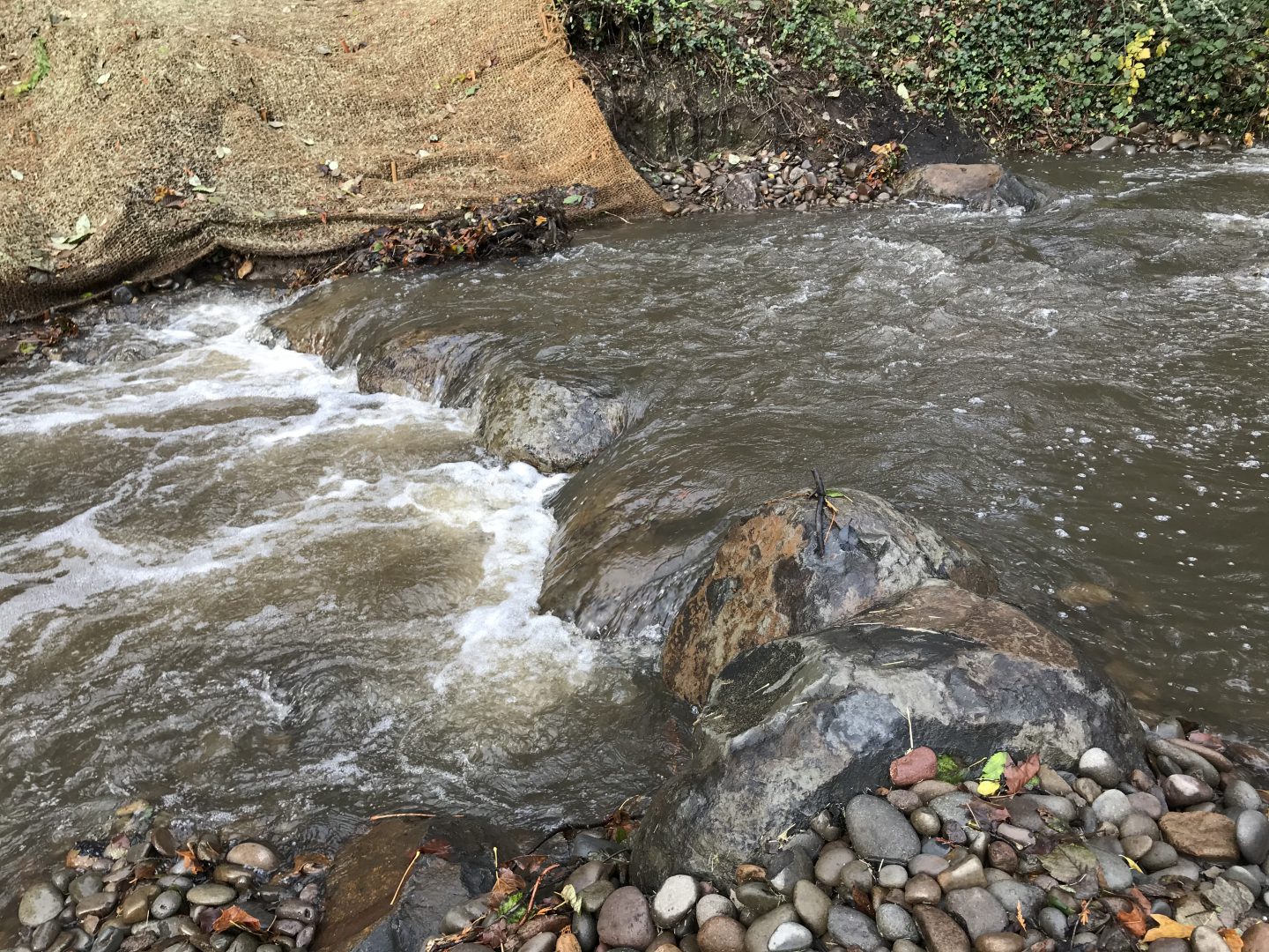 Fish Passage – Tryon Creek Watershed Council