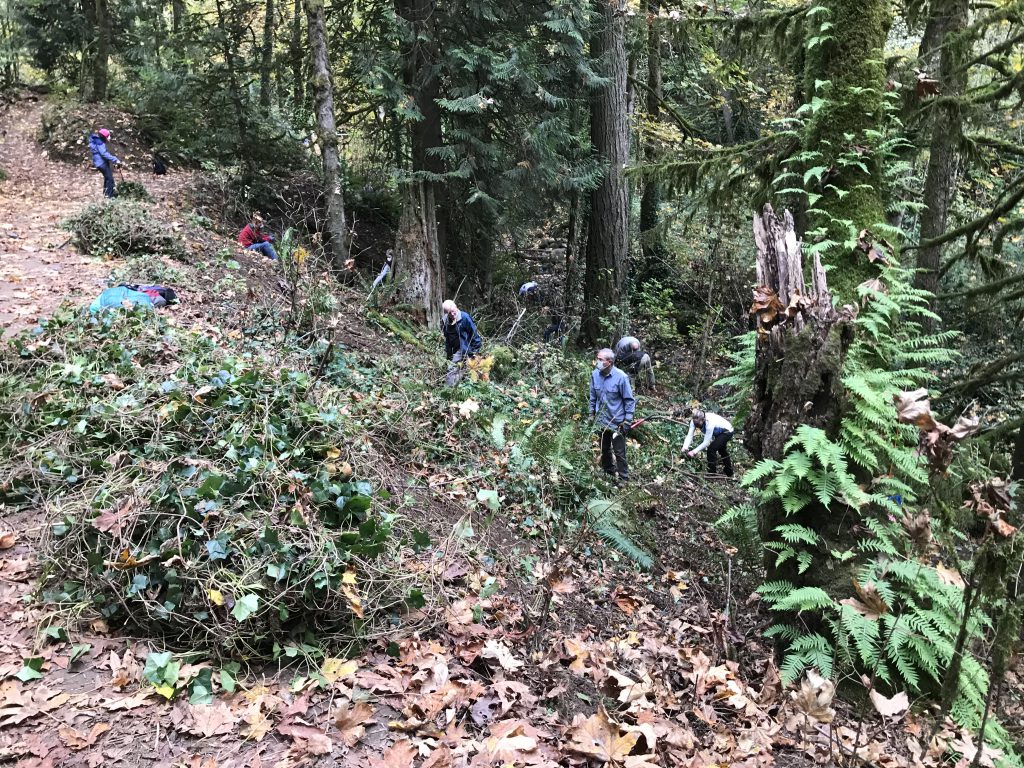 A slope with pulled ivy at the top and volunteers at work pulling more to be chopped